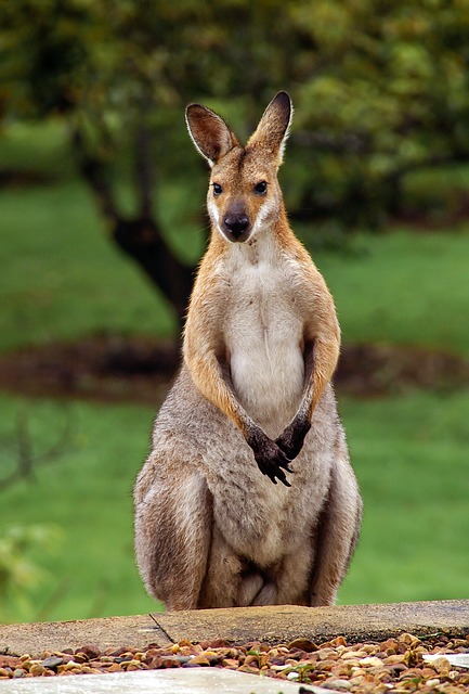 Pourquoi 23 les kangourous ont-ils des poches ?