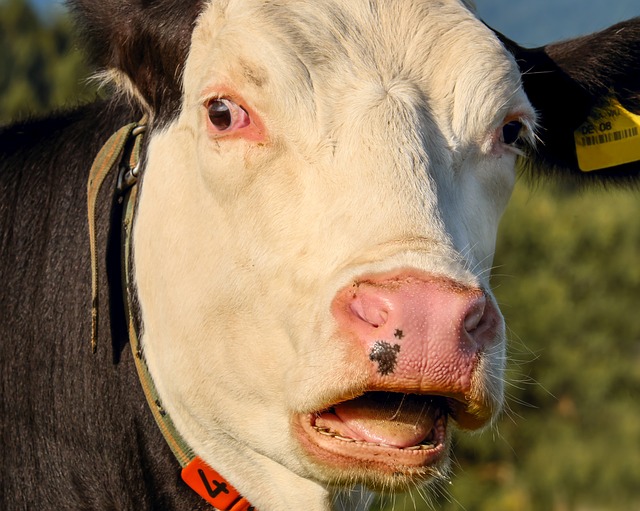 Pourquoi 26 les vaches ont-elles des cornes ?