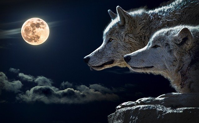 Récré 106 : louve veut le loup et la lune