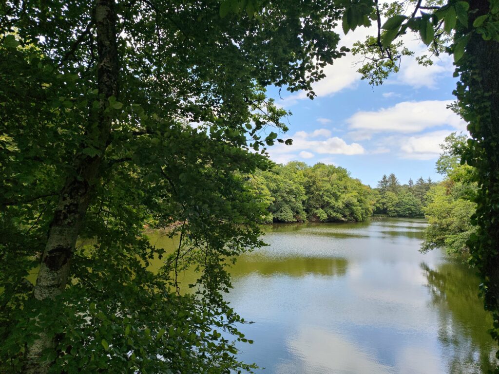 L'étang et la zone humide