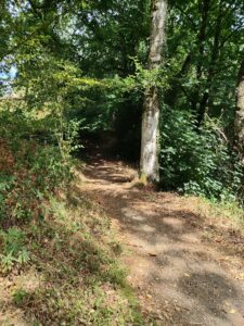La forêt communale d'Épiniac