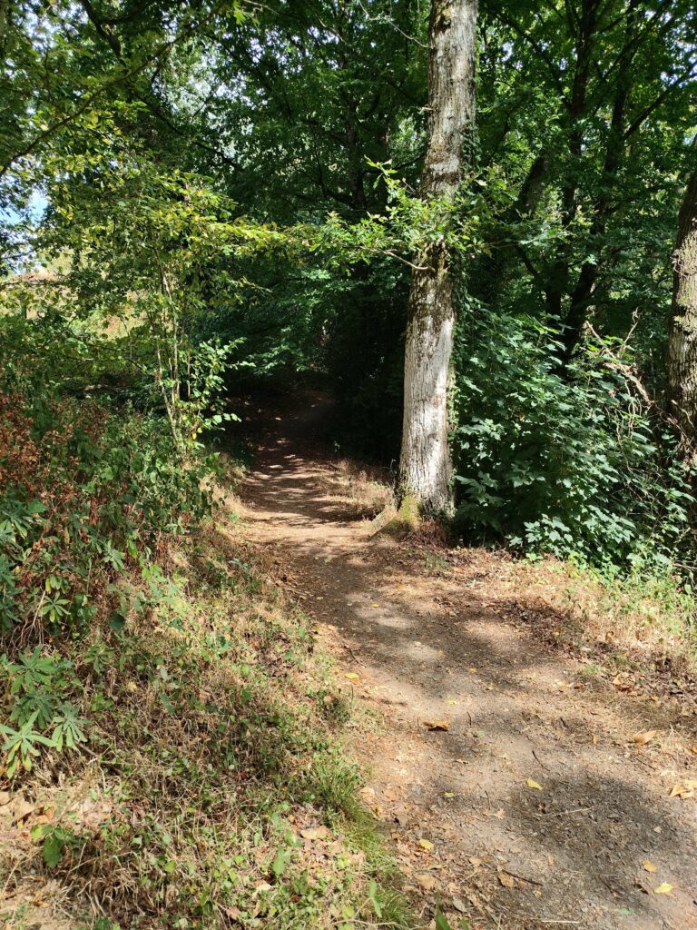 La forêt communale d'Épiniac