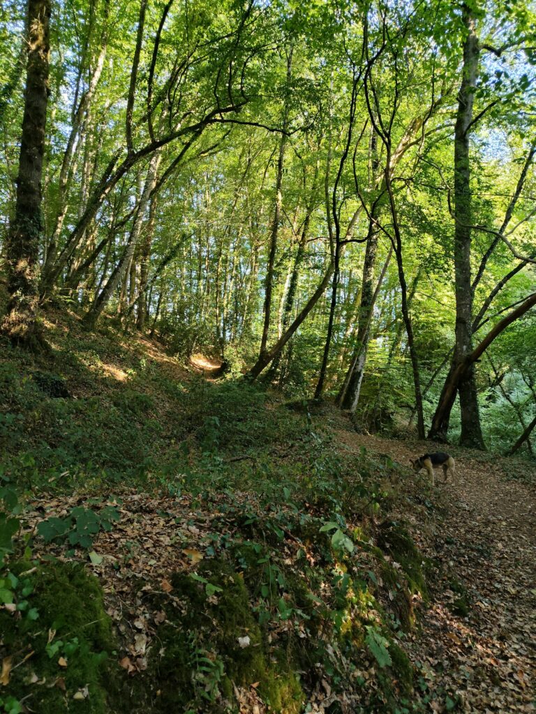 La forêt communale d'Épiniac