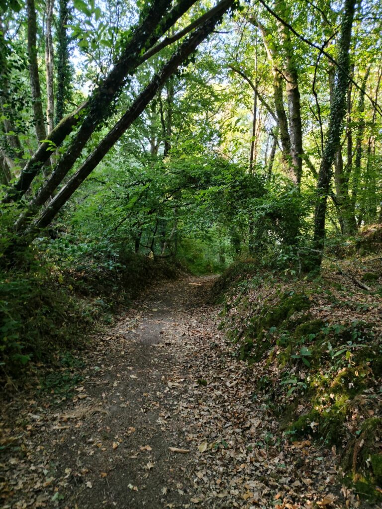 La forêt communale d'Épiniac