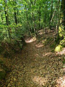 La forêt communale d'Épiniac