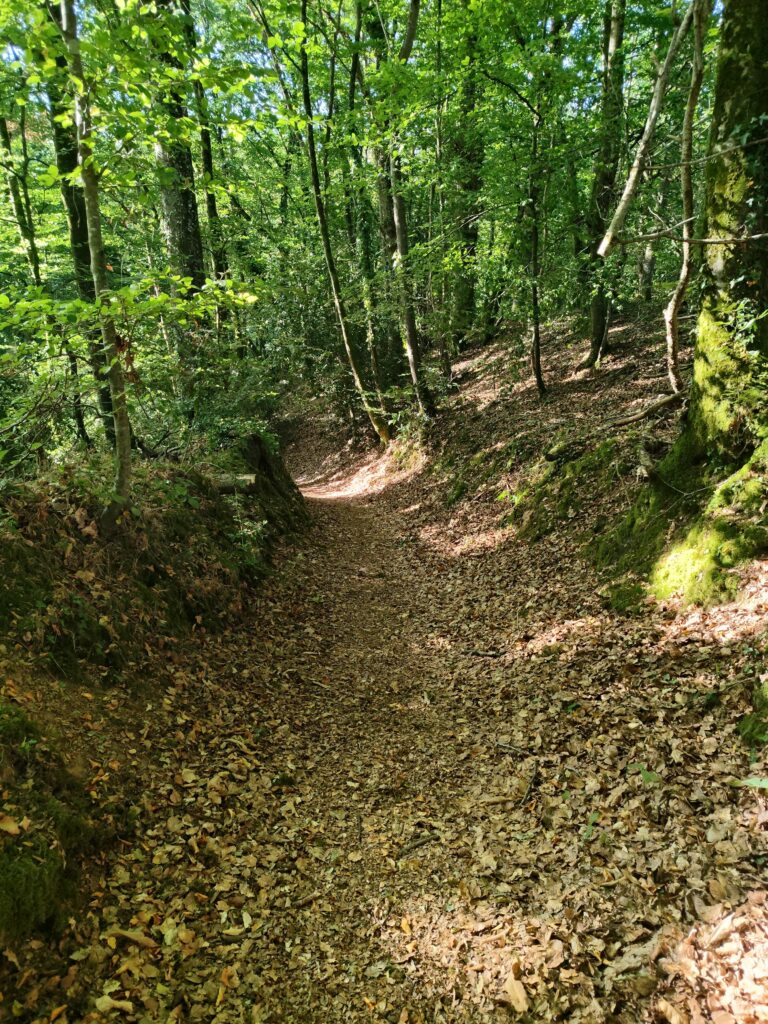 La forêt communale d'Épiniac