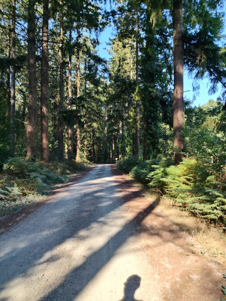 La forêt communale d'Épiniac