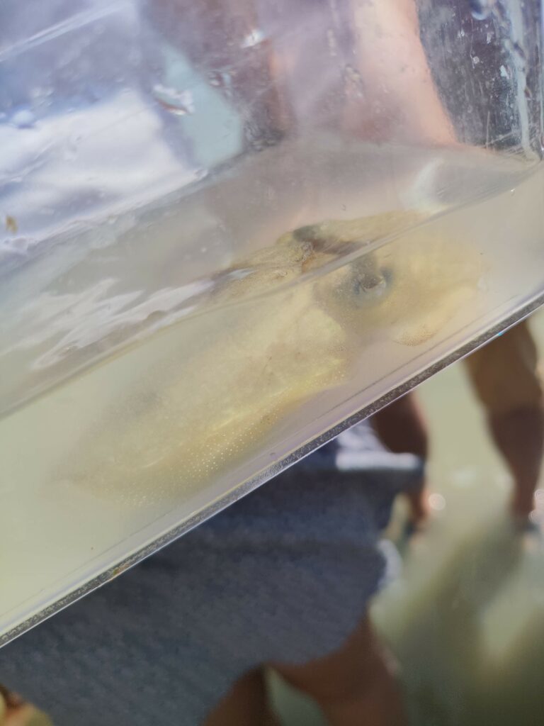 découverte de la pêcherie