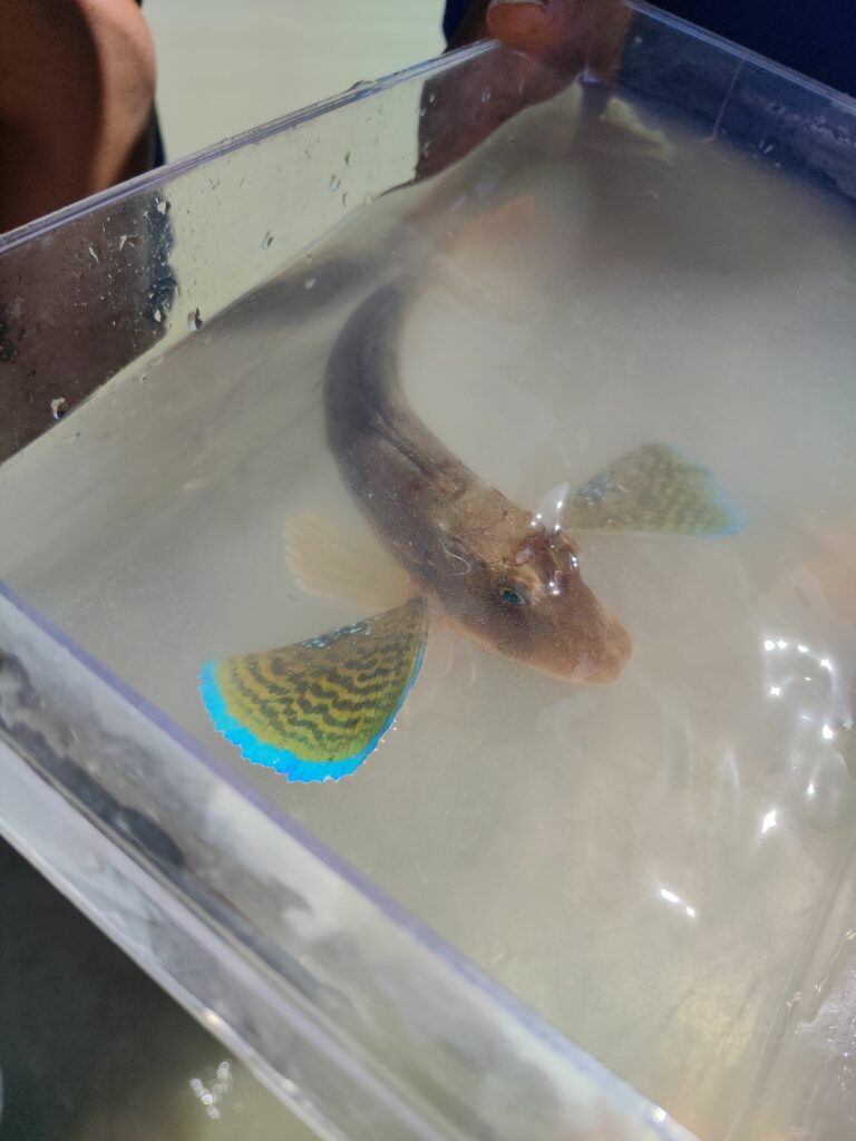 découverte de la pêcherie