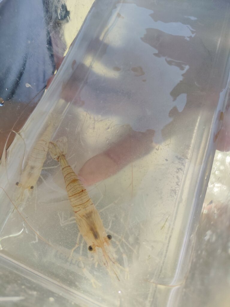 découverte de la pêcherie