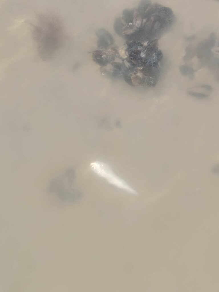 découverte de la pêcherie
